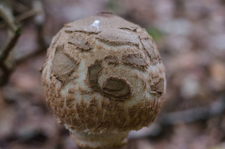阳伞蘑菇宏观视图图片