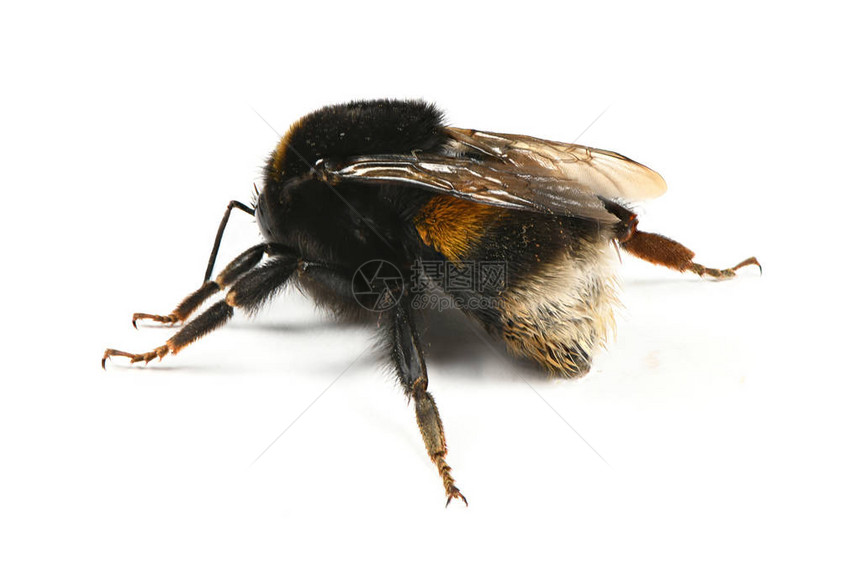 大黄蜂BombusTerrestris孤立在白色背景上高分辨率照片图片