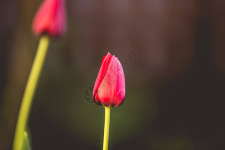 红色郁金香鲜花婚礼背景图片