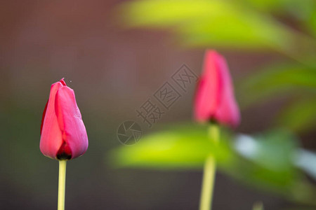 红色郁金香鲜花婚礼背景图片