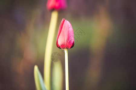 红色郁金香鲜花婚礼背景图片