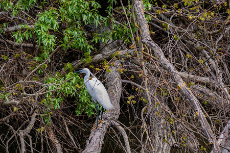 小白鹭Egrettagarzetta将卵留在罗马尼亚多瑙河三角洲生物圈保护区之一的巢穴中三角洲拥有世界上种类最多的鸟类背景图片