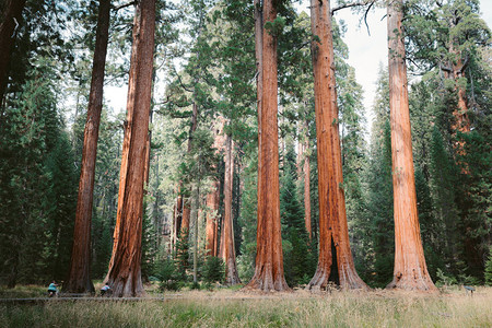 也被称为巨型红杉或山脉红杉的经典景观图片