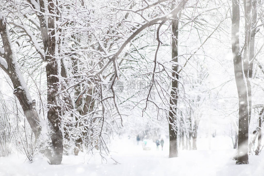 冬天风景雪下的森图片