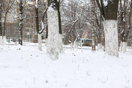 公园冬天树木和路径图片