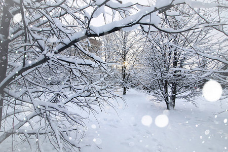 冬季景观光秃的树枝图片
