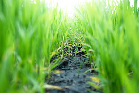 小麦和大麦的幼苗连续在田里生长图片