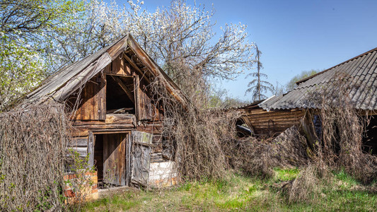 在白俄罗斯切尔诺贝利禁区被弃置的小房子图片