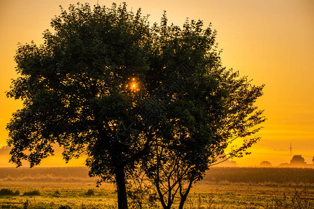 夕阳下田野上的树背景图片