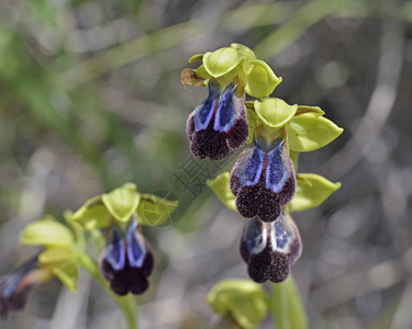 Ophrysiricolor花朵图片