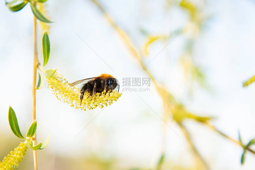 大黄蜂从花中采集花粉图片