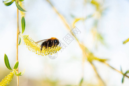 大黄蜂从花中采集花粉背景图片