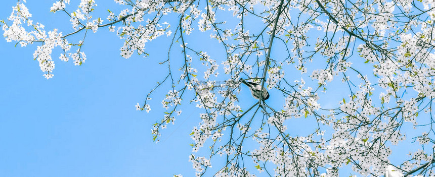 花美梦园与自然风光概念樱花与蓝天白图片