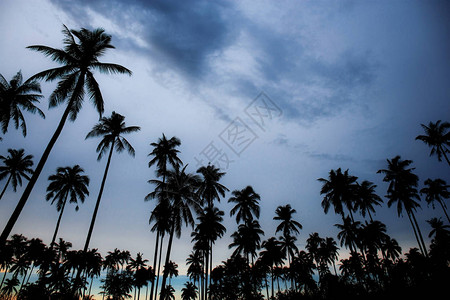 在天空的椰子树与夏天的日落图片