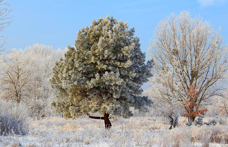 树上满是霜图片