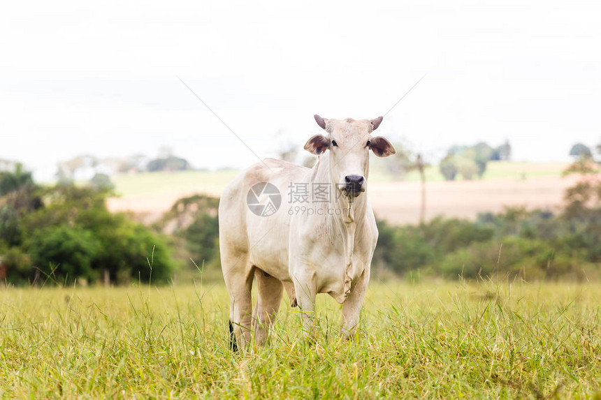 巴西的畜牧牛群是用来养肥的图片