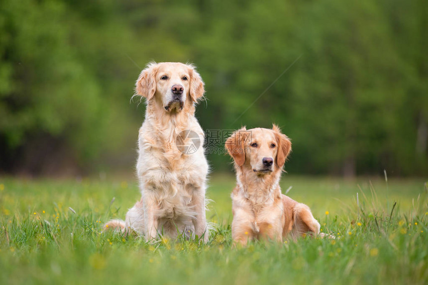 春天草地上的两只金毛猎犬小景深图片