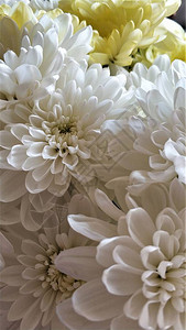 菊花特写白色花束宏图片