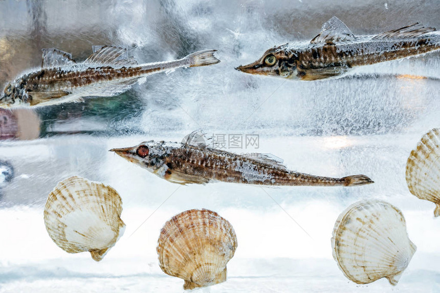 海洋动物在冬天浸入冰中图片