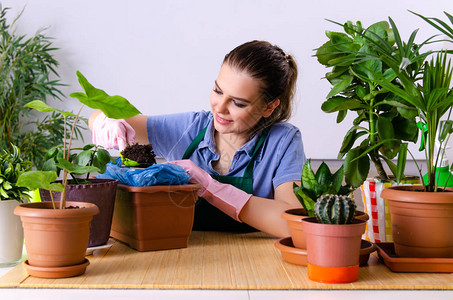 室内有植物的年图片