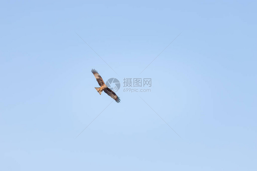 一只棕色的鹰在湛蓝的天空中翱翔中景图片