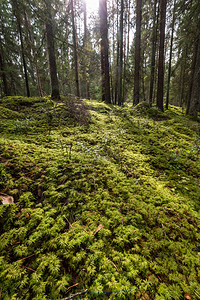 苔藓覆盖的松树林地夏天的绿色图片