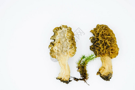 白色背景上的蘑菇和苔里面有孔状物图片