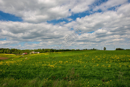阳光明媚的青绿草地在农村图片