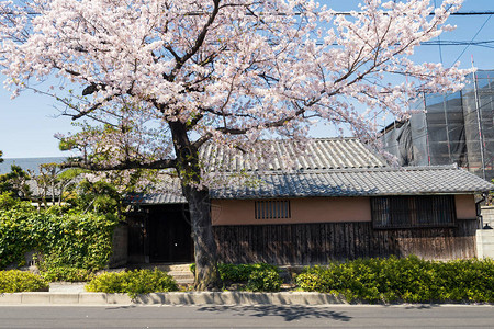 在日本名古屋山崎河周围有白樱花的日本传统房子图片