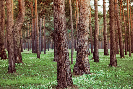俄罗斯高大的茂密林图片