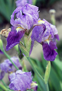 美丽的紫色花朵盛开在春天清晨的寒冷春光中图片