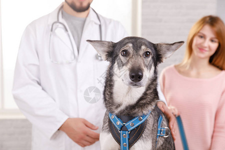 穿着白大衣的兽医的剪影医学宠物动物保健和人的概念快乐的兽医或兽医诊图片