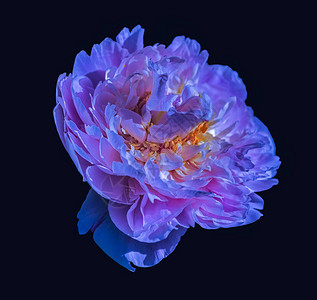 美术静物超现实彩色花卉宏观花卉肖像背景图片