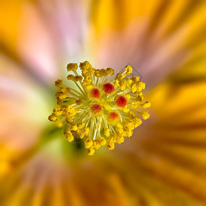 自然背景模糊的开花橙色红黄绿紫罗兰色芙蓉花内部的美术静物图片