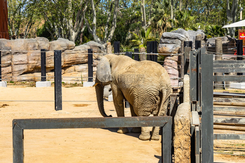非洲布什大象LoxodontaAfricana在巴图片