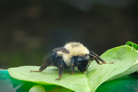 蜜蜂关闭大黄蜂授粉业的图片