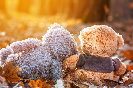 两只泰迪熊坐在秋天的落叶上图片