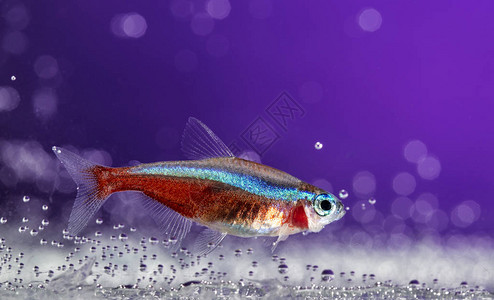 观赏鱼霓虹色背景图片