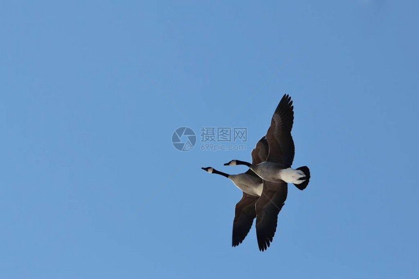 飞行中或起飞后不久的加拿大鹅如美国密苏里州圣路易斯市所见随着冬天的临近图片