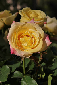 黄色玫瑰和粉红色小提示背景图片