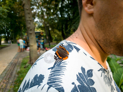 美丽的蝴蝶坐在男人肩上的特写色调照片图片