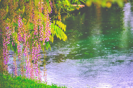 浪漫的春河花岸背景与雨滴背景图片