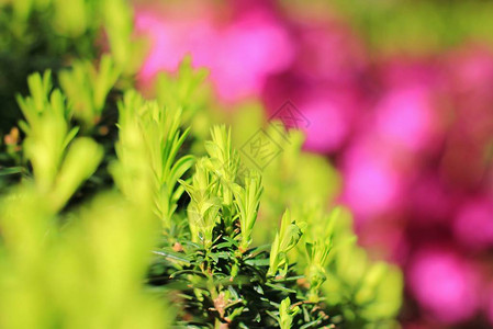面对模糊紫花的绿屏障自然背景户外奇迹图片
