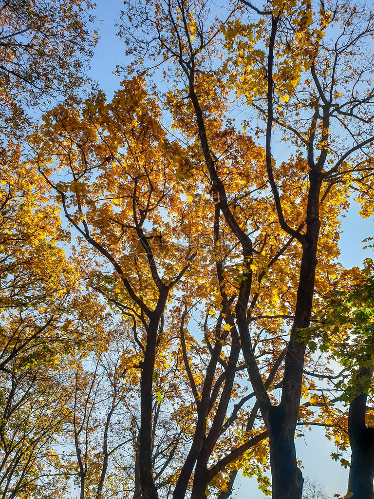 秋天公园树上黄色和橙色叶子的美丽照片图片