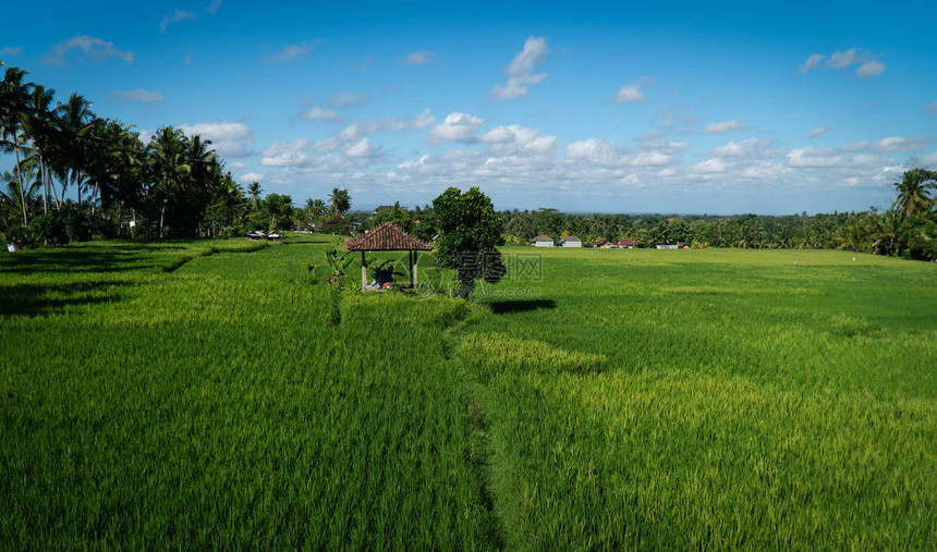 印度尼西亚巴厘的乌布德Ubud稻田小屋景象图片