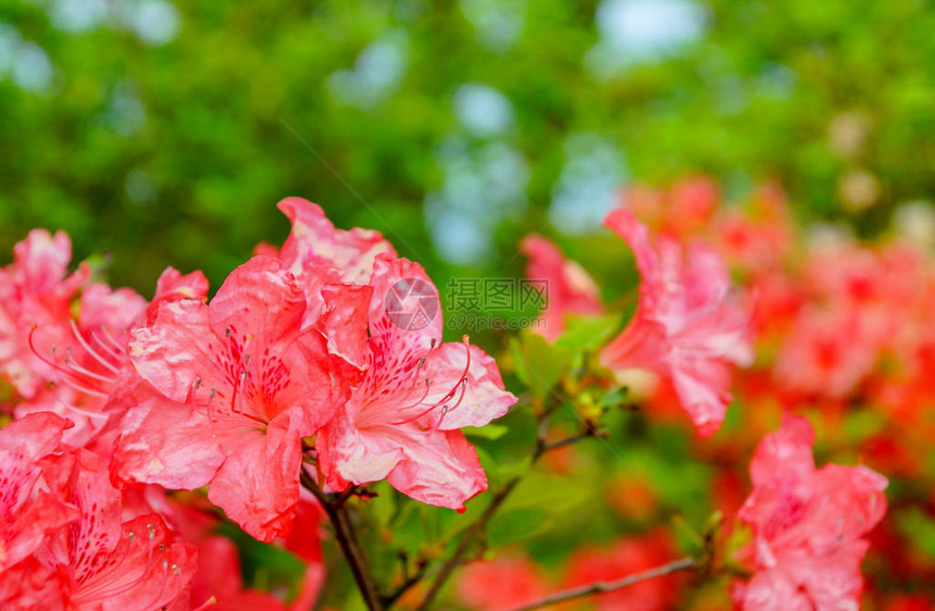 杜鹃花simsii印度杜鹃花图片