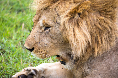 肯尼亚大草原狮子脸的特写镜头图片