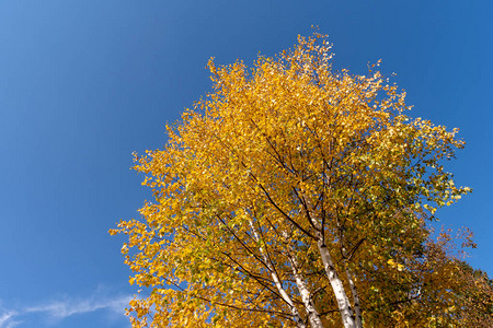 秋天的金色桦树叶图片