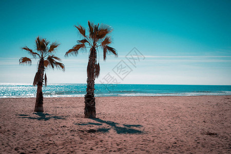 地中海和滩椰子棕榈树的橙色图片