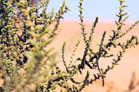 非洲沙漠中的植物分支图片